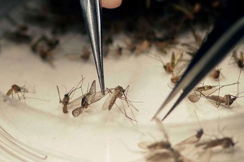 Kaso sa dengue sa Central Visayas padayong mitaas