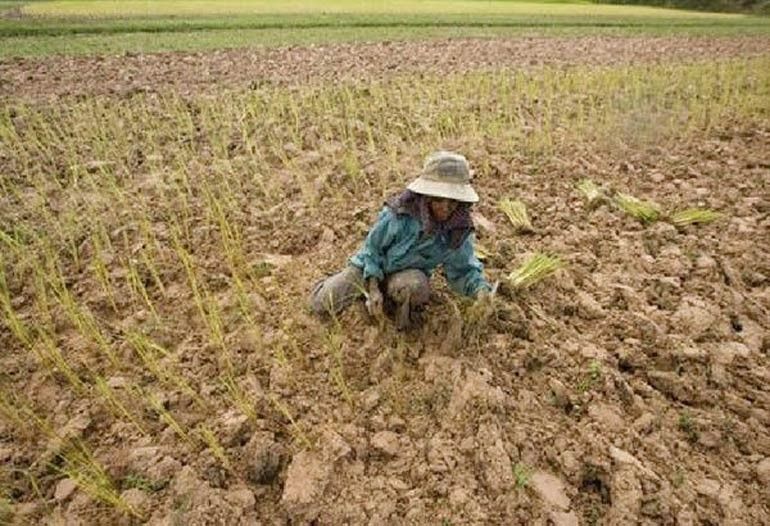 Dry spell damage to farmers over P1 billion â�� NDRRMC
