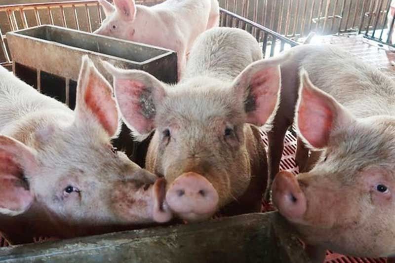 Inter-agency system vs entry of African Swine Fever urged