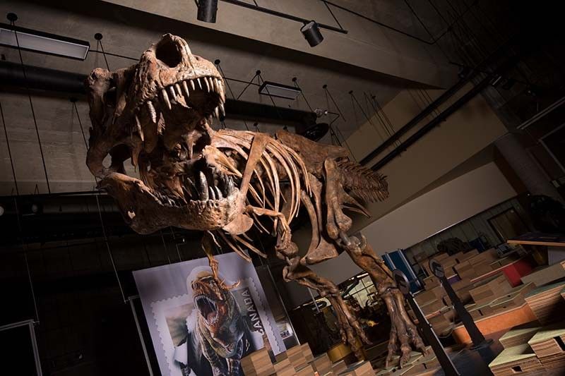 Tyrannosaurus rex found in Canada is world's biggest