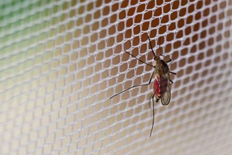 Dengue cases climb to epidemic threshold in 5 regions