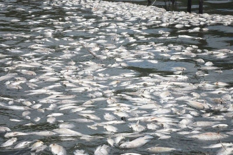 BFAR to validate reports of fish kill