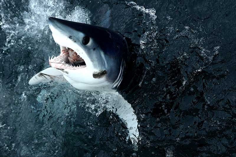 Many sharks closer to extinction than feared â�� Red List