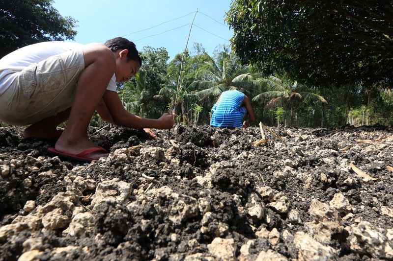 Agri damage due to dry spell surpasses P2 B