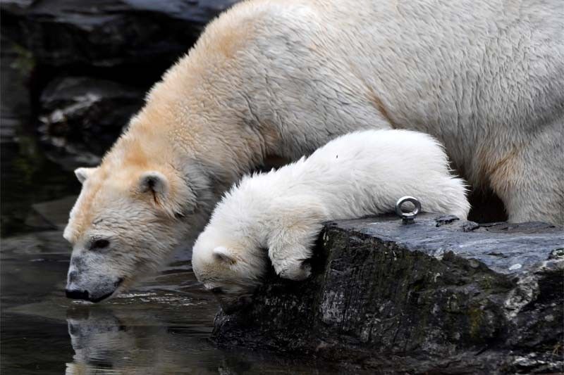 WATCH: Polar bear cub takes first steps in Berlin zoo