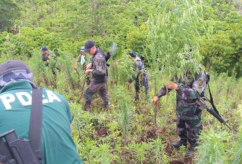 More than 3,000 marijuana plants uprooted in South Cotabato raid