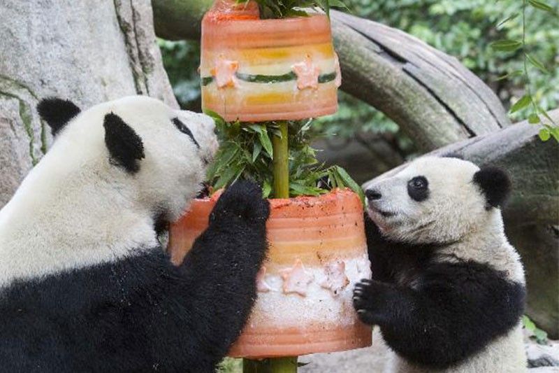 US zoo to return beloved giant pandas to China