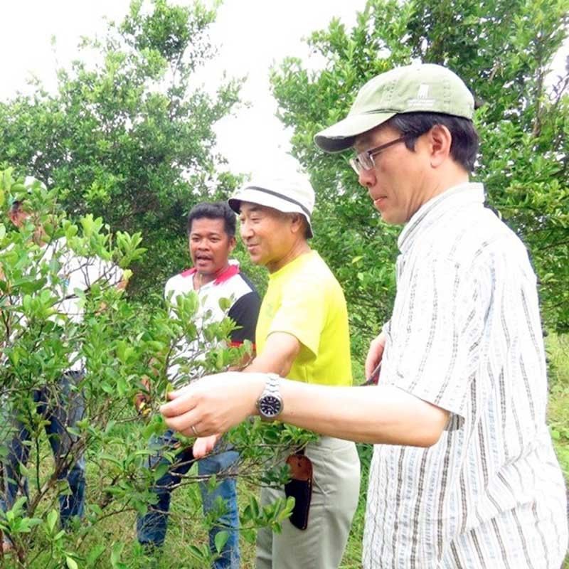 Calamansi gets boost with new technology for off-season harvest