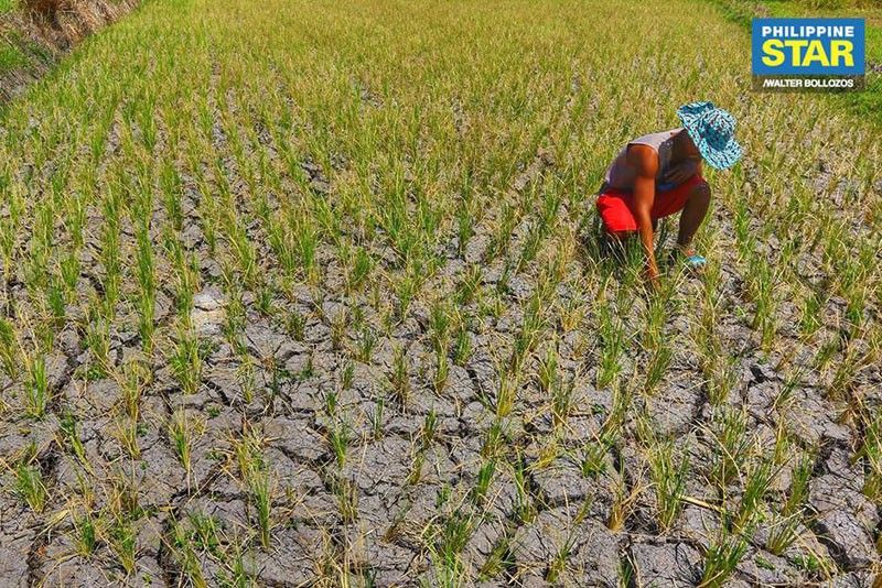 Damage due to drought in Negros hit P60.6 million