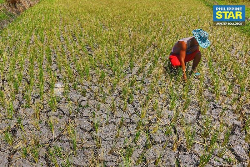 filipino rice farmers