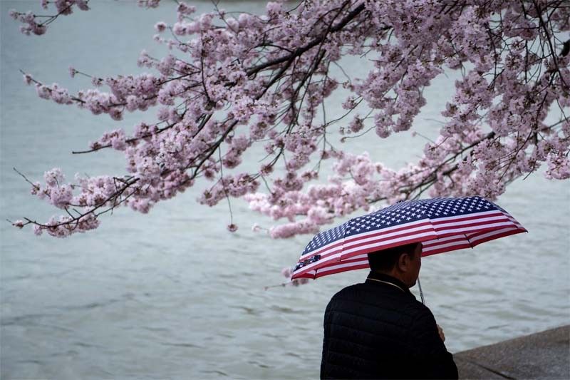 WATCH: Washington's cherry blossoms in full bloom