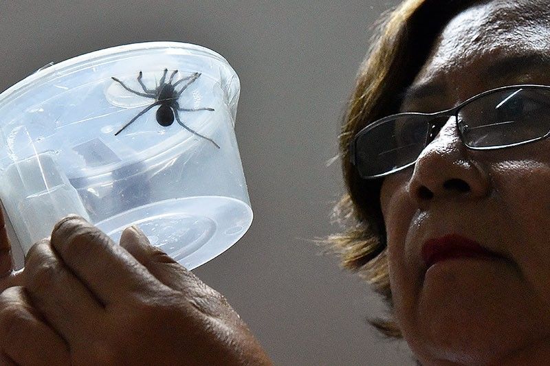 Spider surprise: Customs seizes 750 smuggled tarantulas in Philippines