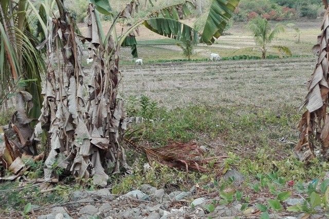 11,000 Lanao del Sur farmers lose crops to drought