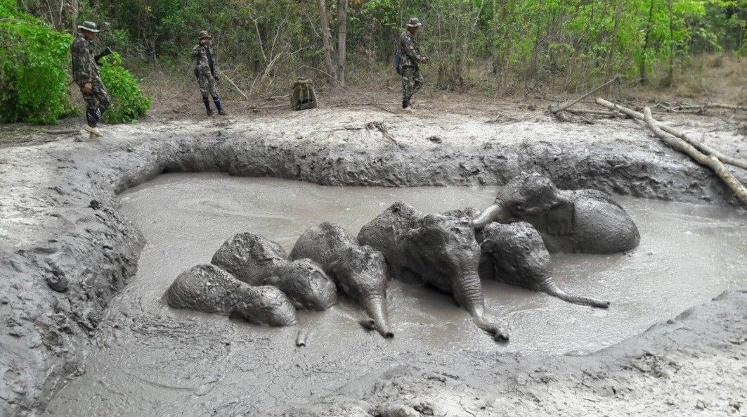 WATCH: Stranded baby elephants rescued by Thai rangers
