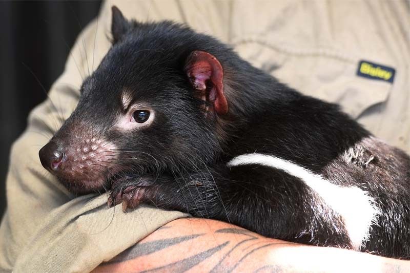WATCH: Tasmanian Devils fight back against deadly disease