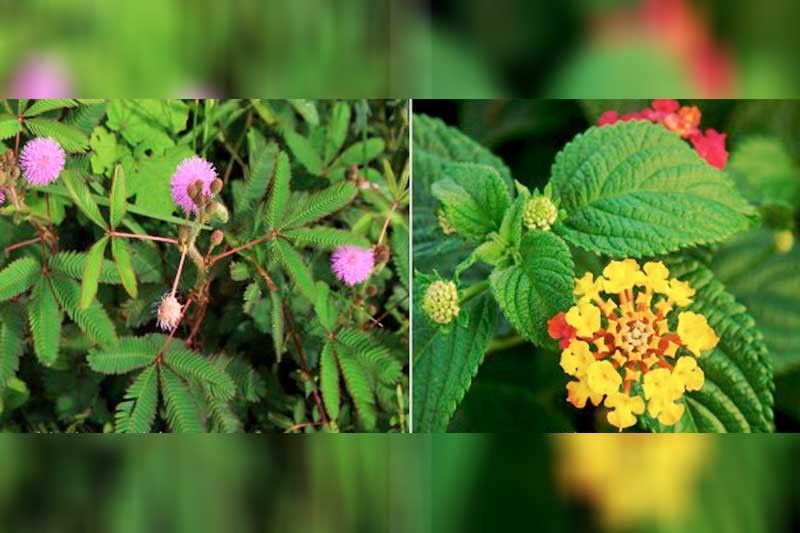 Medicinal plants exhibit potential vs rice disease