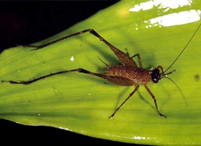 â��Muteâ�� cricket discovered in Mindanao