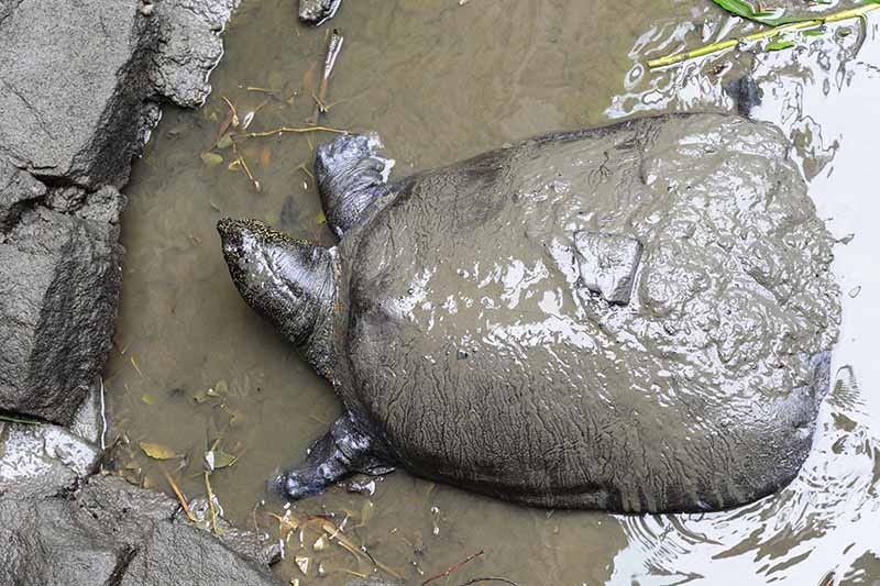 Death in China zoo puts rarest turtle on cusp of oblivion
