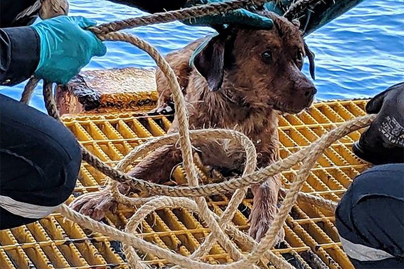 Dog pulled from ruff seas 220 kms off Thai coast to be adopted by rescuer