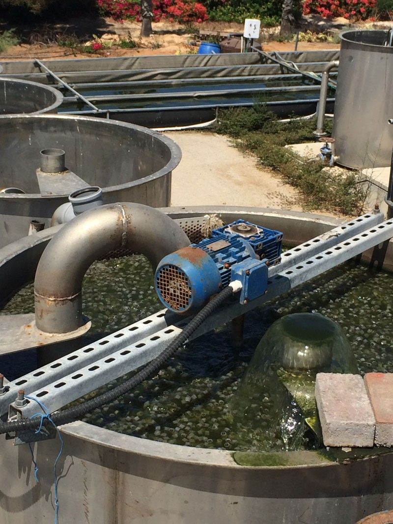 Israeli startup using algae to clean sewage