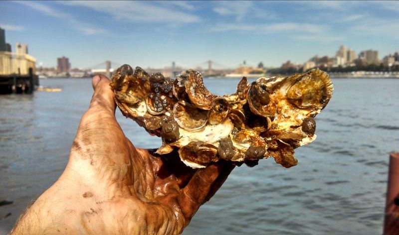 Can oysters clean up New York Harbor?