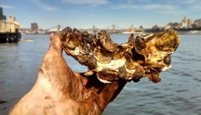 Can oysters clean up New York Harbor?