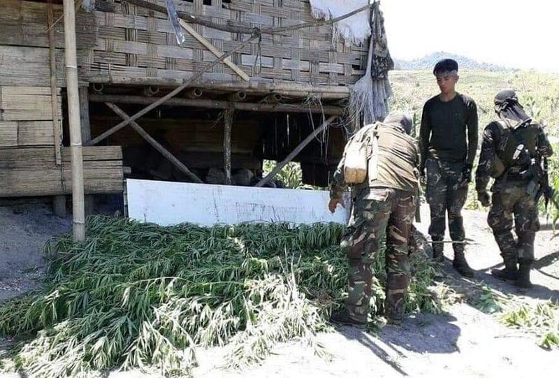 17,000 marijuana plants uprooted in Davao del Sur