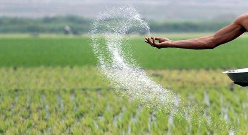 Agri chief reaffirms rice self-sufficiency goal