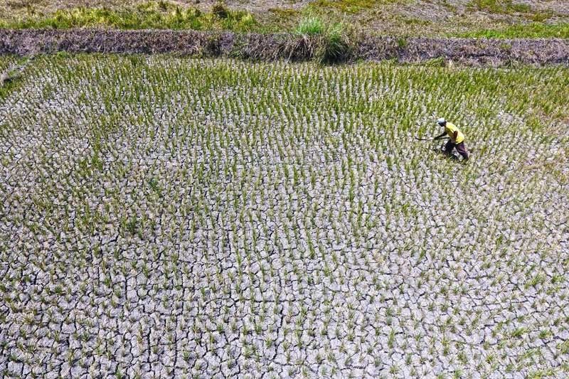 El NiÃ±o destroys P8-B agri crops in 14 regions