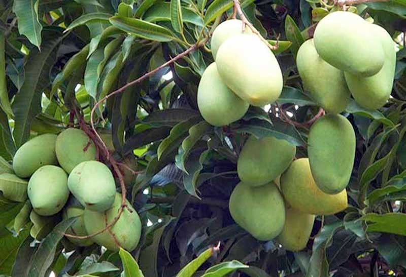 Philippines mangoes ripe to compete anew in global market - DA