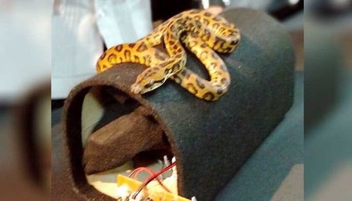 Python found in Bluetooth speaker