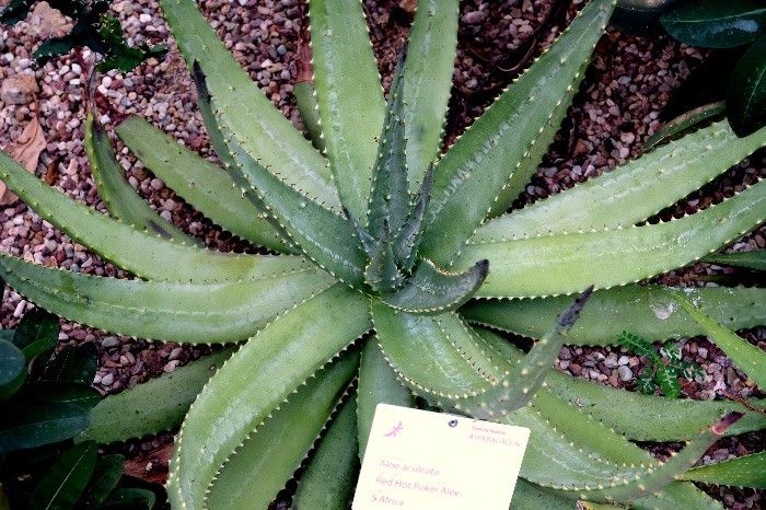 Succulent & Cactus Society to hold first assembly