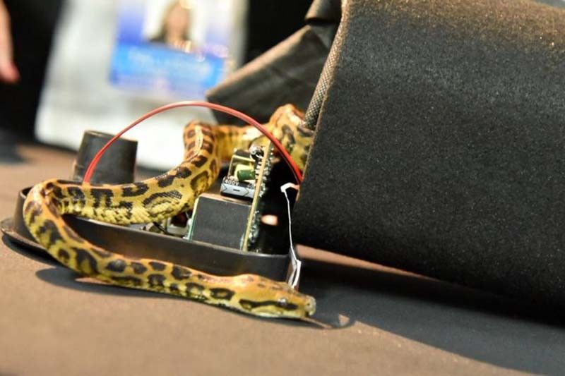 WATCH: BOC intercepts python smuggled in Bluetooth speaker