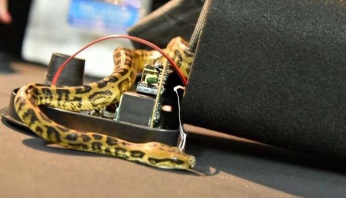 WATCH: BOC intercepts python smuggled in Bluetooth speaker