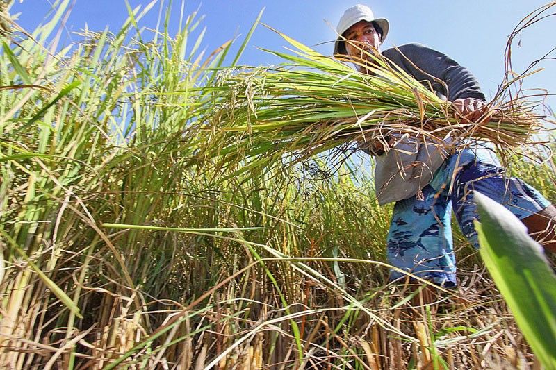 Palay output drops in Q1