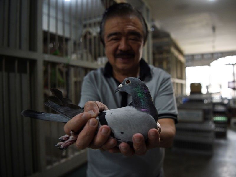The deadly odds of pigeon racing in the Philippines