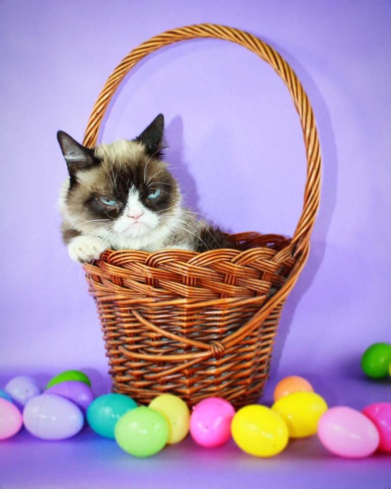 Grumpy Cat, furever frowning internet star, dies at age 7