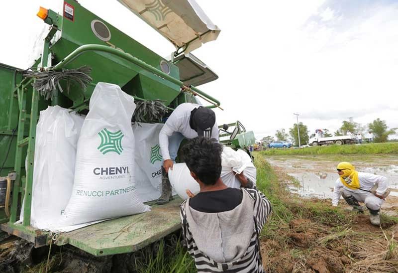 World-class rice flourishes in Leyte