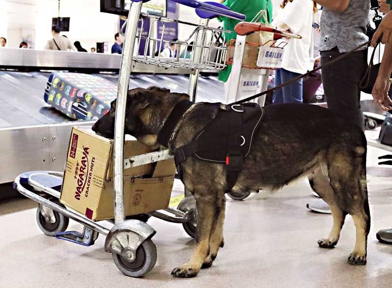 Meat-sniffing dogs deployed to curb swine flu spread