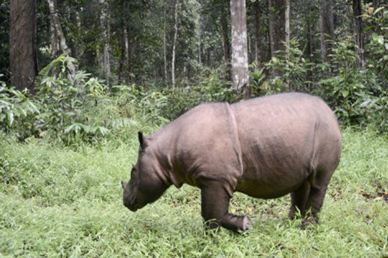 Malaysia's last male Sumatran rhino dies: officials