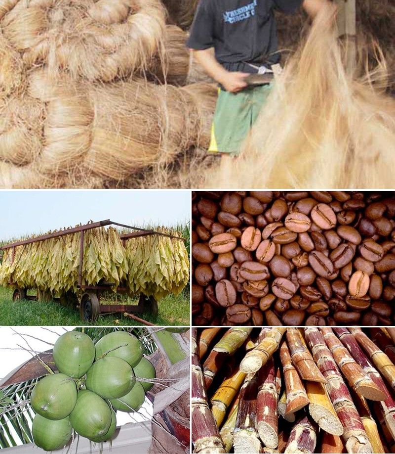 Non-food, industrial crops post mixed output in Q1