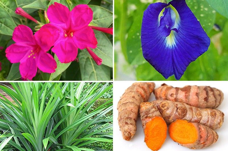 Indigenous plants: Safer alternative to artificial food coloring products