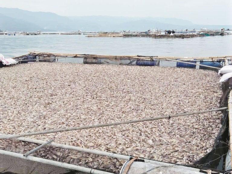 Fish kill destroys P42.9 million worth of tilapia in Batangas