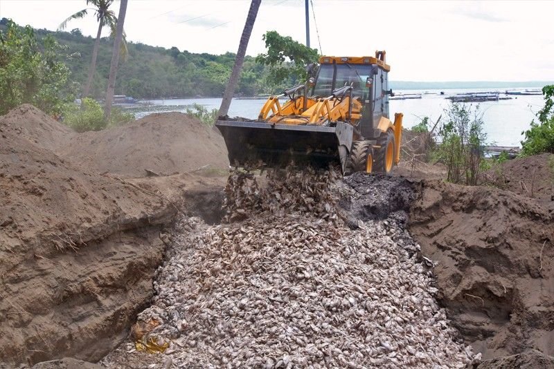 Batangas fish kill damage hits P42.9 million