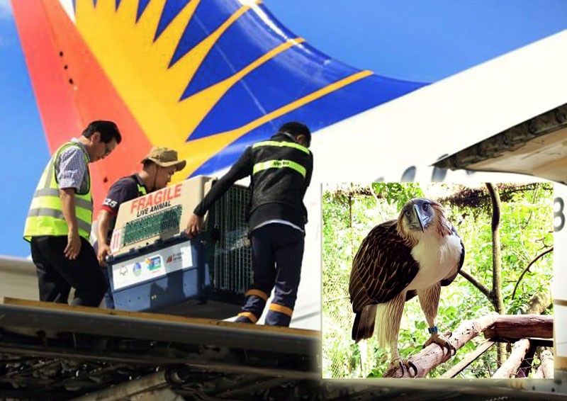 2 Philippine Eagles flown  to Singapore  sanctuary