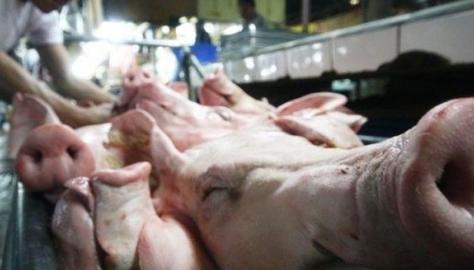 CH to shut down 5 abattoirs