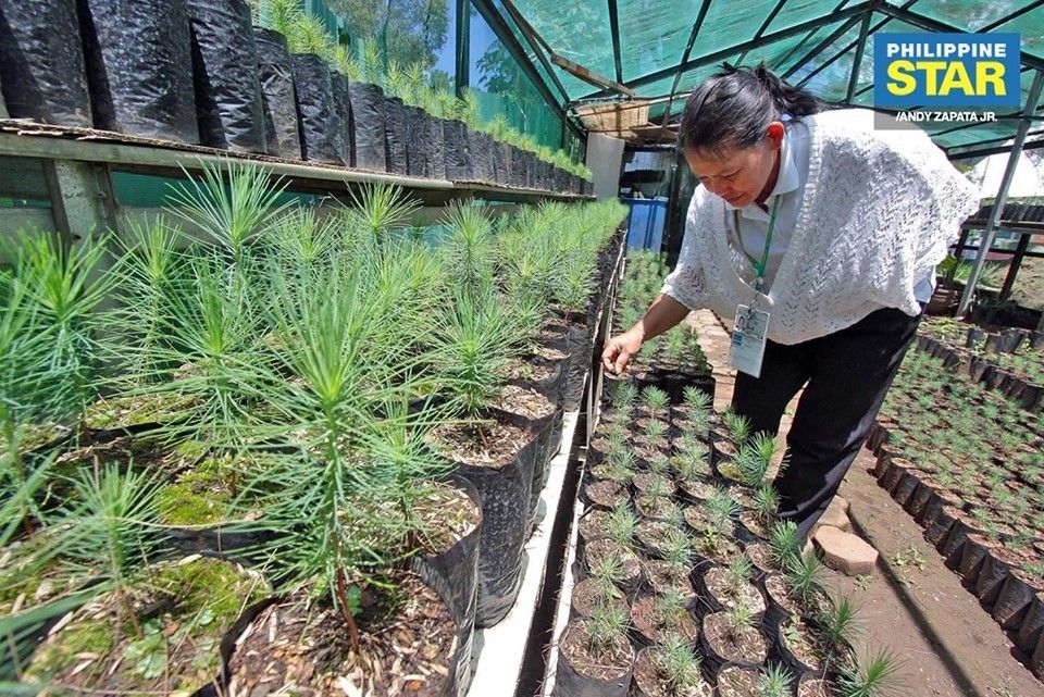 PSG plants 3,500 pine seedlings in Baguio