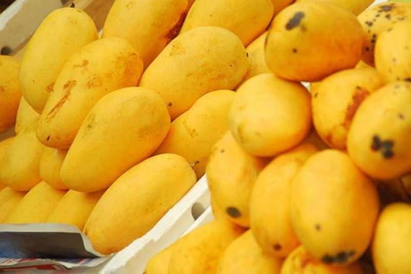 philippine mango fruit