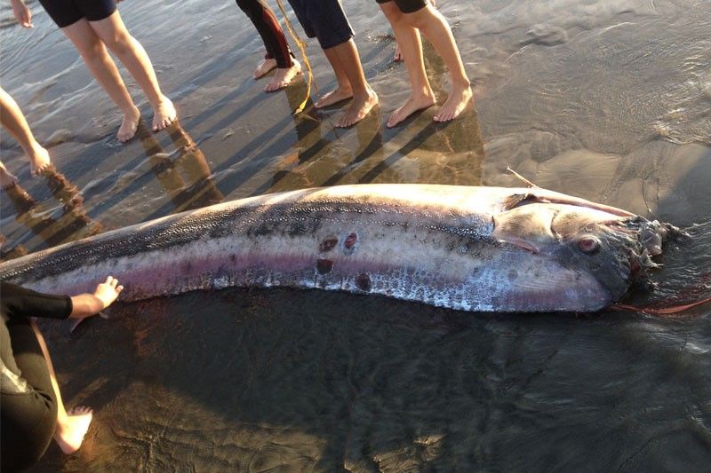 BFAR: Oarfish di kabalak-an