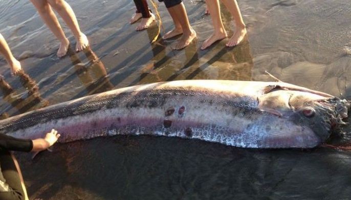 BFAR: Oarfish di kabalak-an